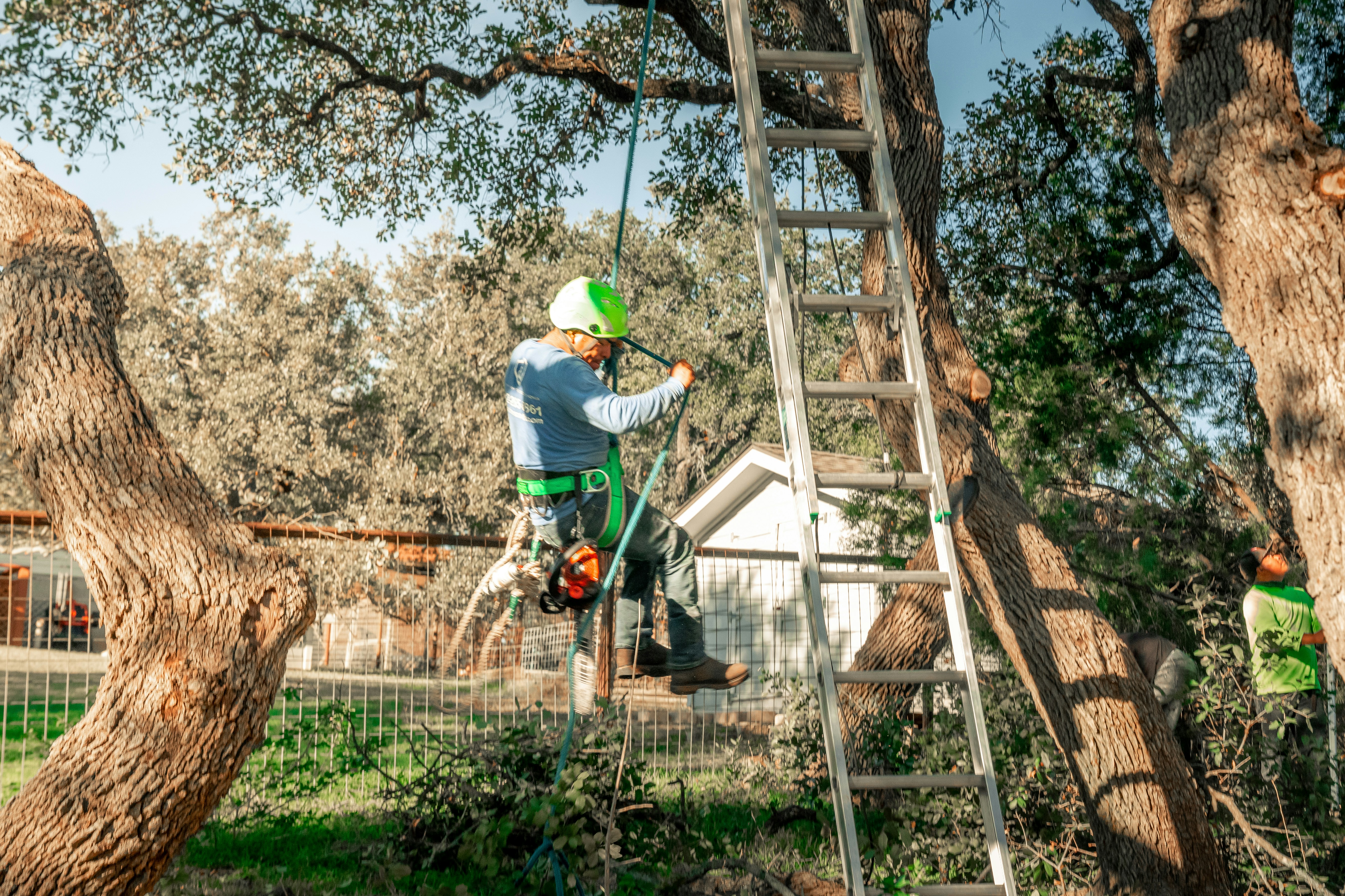 Tree trimming and pruning in Austin