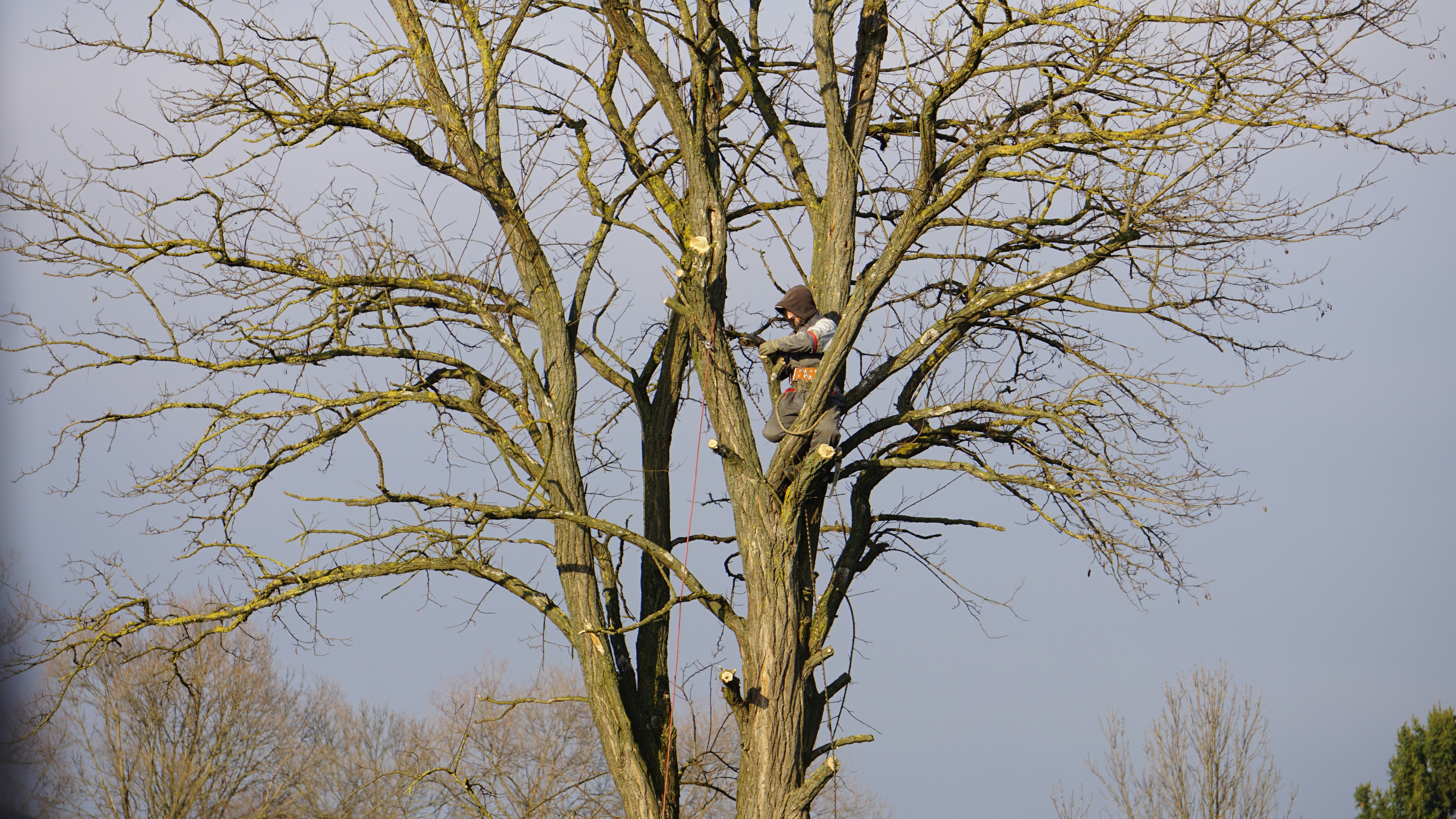 Emergency tree services Austin