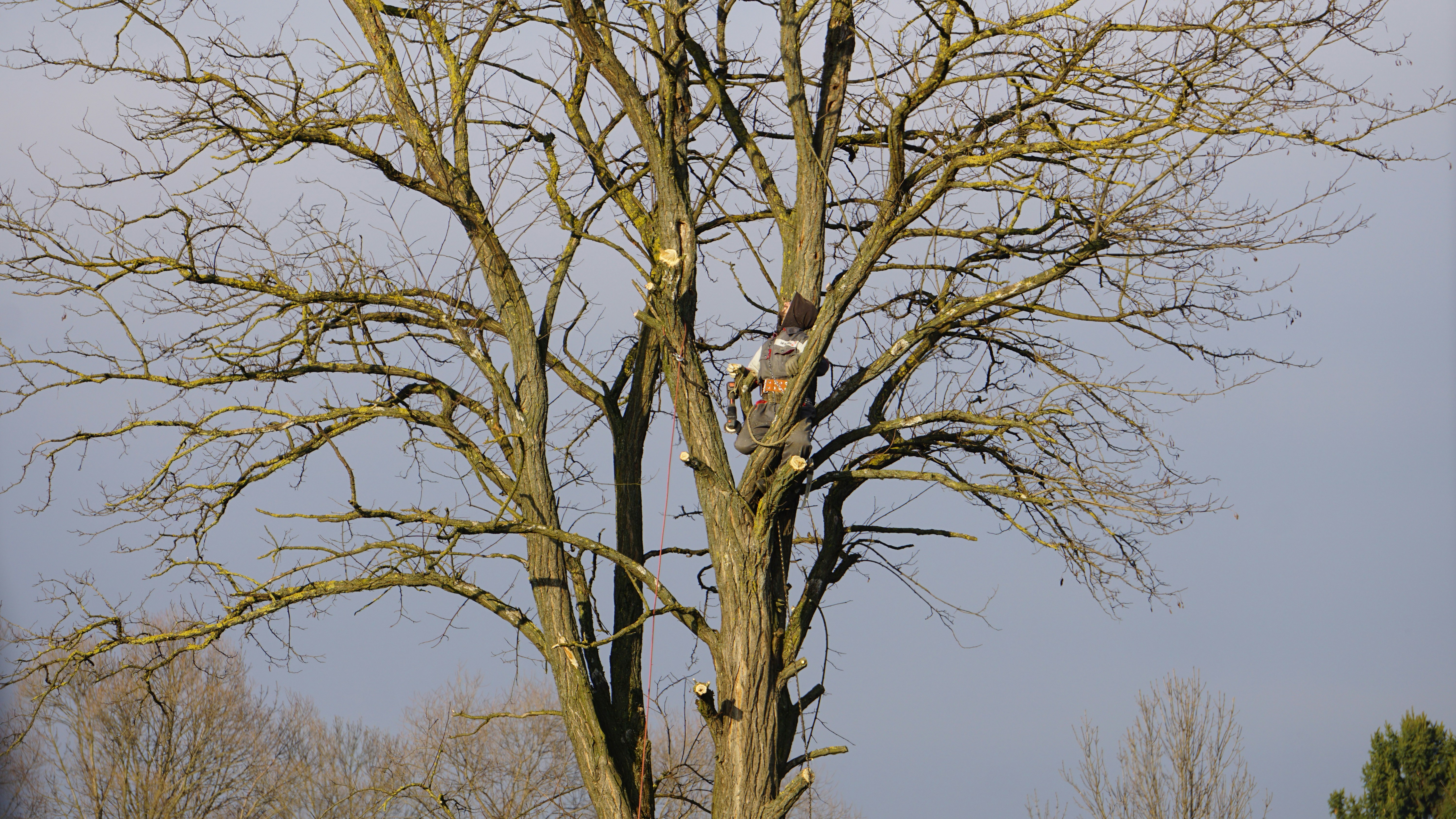 Storm damage tree cleanup Austin