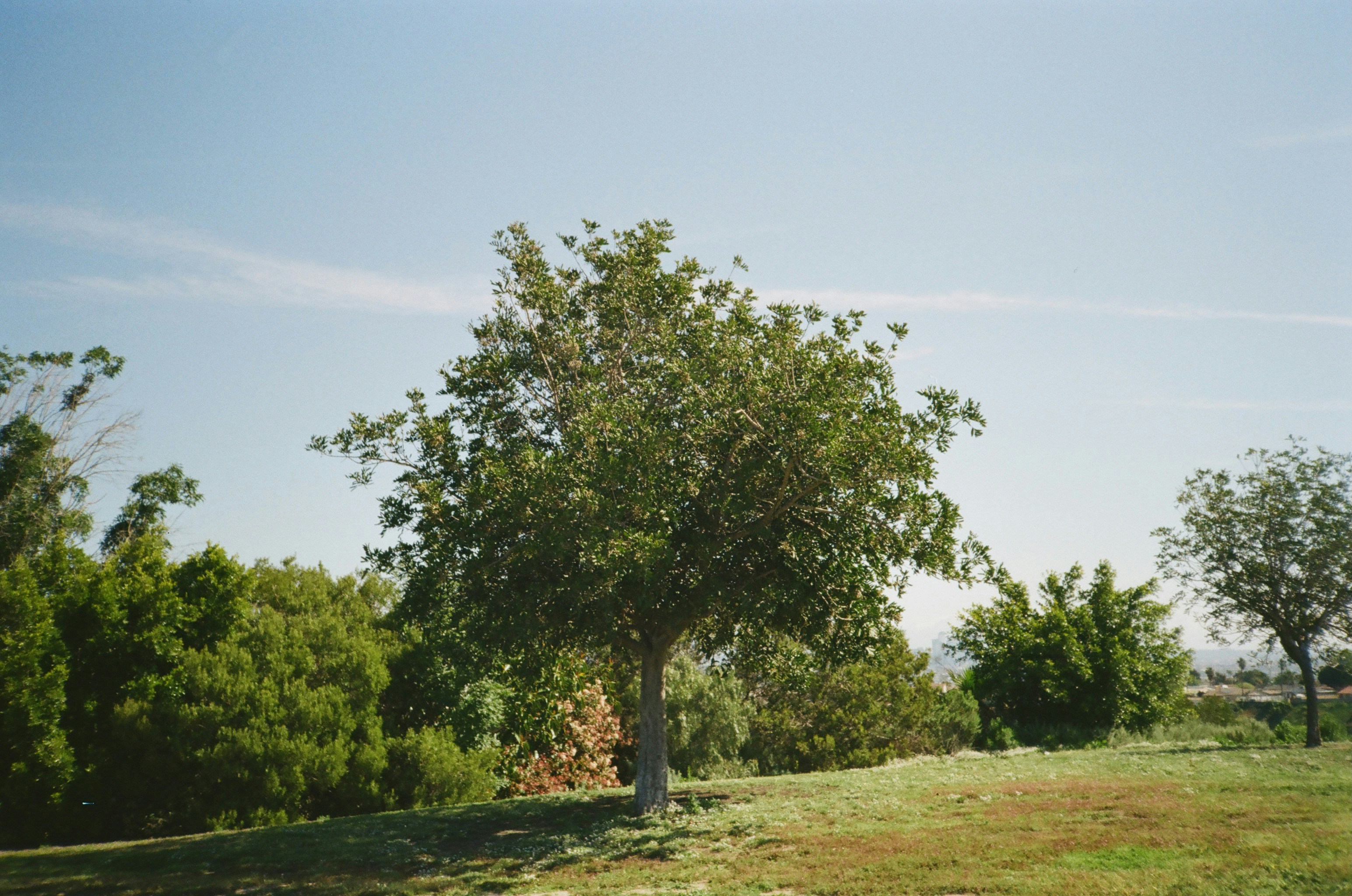 Safe tree removal in Austin